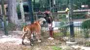 Mulher chegou perto de tigre em zoológico nos EUA - Divulgação/vídeo/Youtube/NJ.com