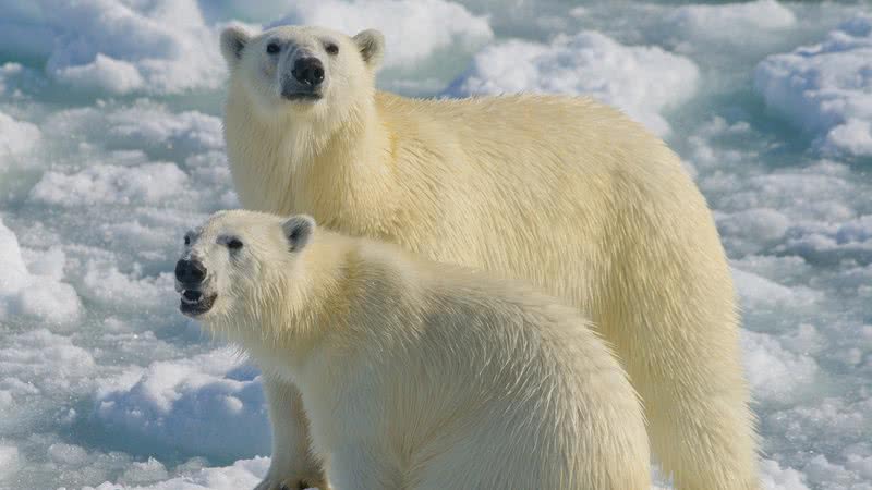 Imagem ilustrativa de ursos polares - Getty Images