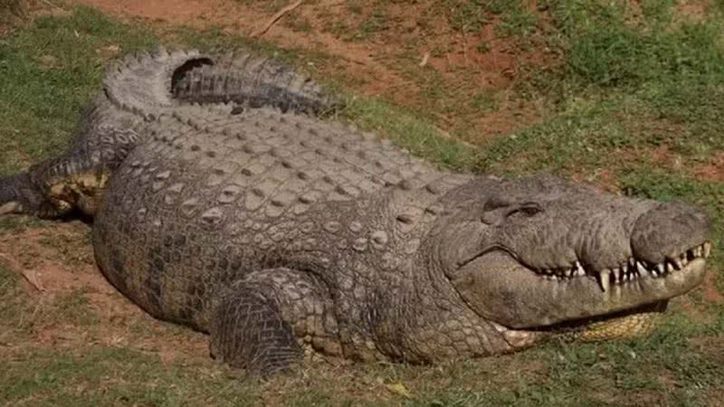 Henry, o crocodilo mais velho do mundo - Divulgação/Crocworld Conservation Centre