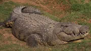 Henry, o crocodilo mais velho do mundo - Divulgação/Crocworld Conservation Centre