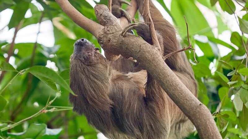 Jan, o bicho-preguiça - Divulgação/Zoológico de Krefeld/Vera Gorissen