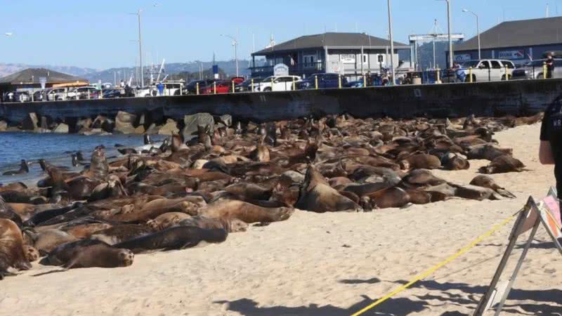 Centenas de leões-marinhos na praia californiana - Reprodução/Monterey Bay National Marine Sanctuary