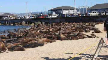 Centenas de leões-marinhos na praia californiana - Reprodução/Monterey Bay National Marine Sanctuary