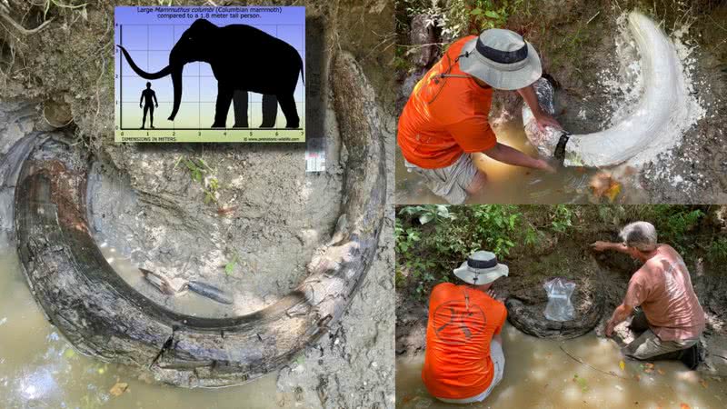 Imagens da presa de mamute encontrada nos Estados Unidos - Divulgação/MDEQ