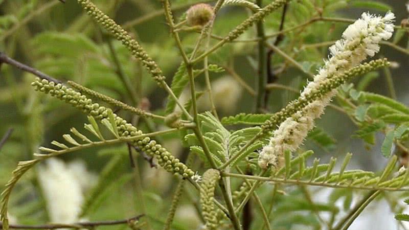 Imagem da antiga planta 'Senegalia caffra', agora 'Senegalia affra' - Licença Creative Commons via Wikimedia Commons