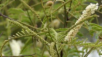 Imagem da antiga planta 'Senegalia caffra', agora 'Senegalia affra' - Licença Creative Commons via Wikimedia Commons