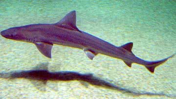 Fotografia de um cação-liso (Mustelus mustelus) - Foto por Sergio Pérez González pelo Wikimedia Commons