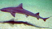 Fotografia de um cação-liso (Mustelus mustelus) - Foto por Sergio Pérez González pelo Wikimedia Commons