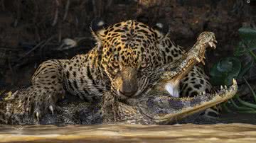 Um dos candidatos ao prêmio de Melhor Fotografia de Vida Selvagem de 2024 - Divulgação/Wildlife Photographer of the Year/Ian Ford