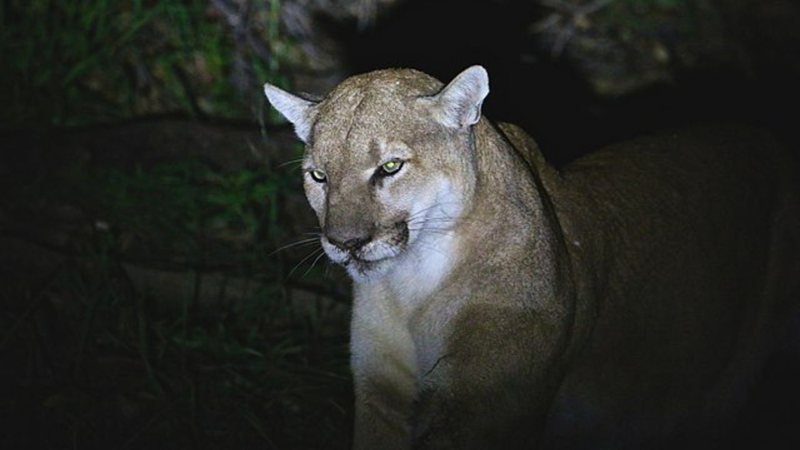 Leão-da-montanha, também conhecido como puma - Wikimedia Commons via National Park Service (USA)