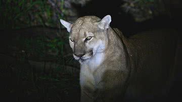 Leão-da-montanha, também conhecido como puma - Wikimedia Commons via National Park Service (USA)