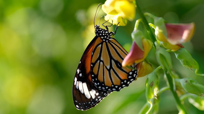 Imagem ilustrativa com borboleta - Getty Images