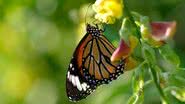 Imagem ilustrativa com borboleta - Getty Images