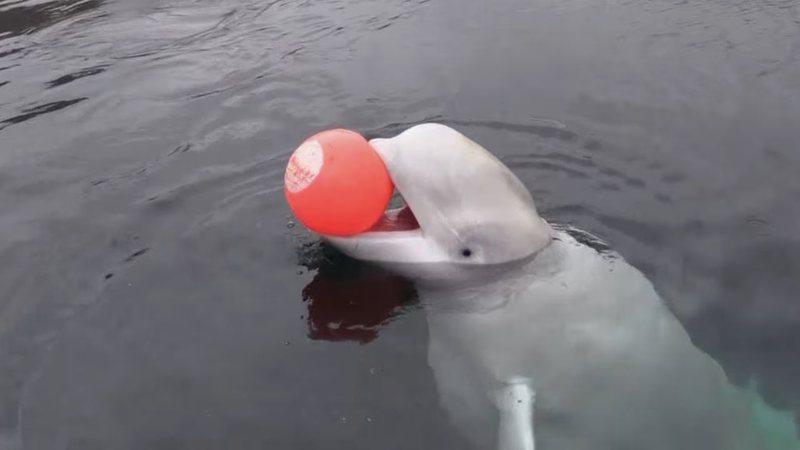 Beluga Hvaldimir, conhecida como ‘baleia espiã’ - Divulgação/Marine Mind