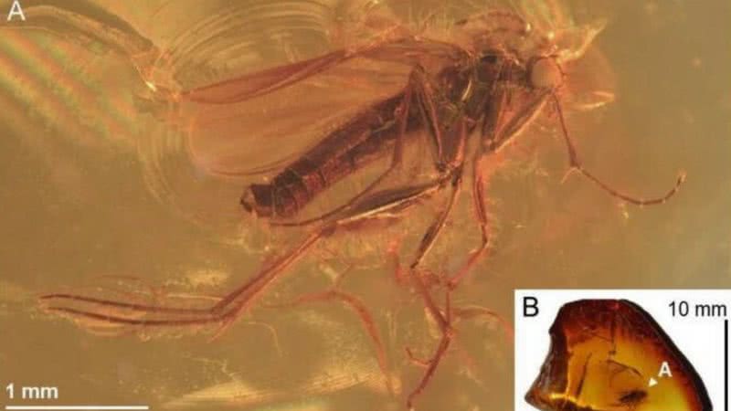 Mosquito preservado na resina fóssil - Divulgação/Pełczyńska et. al