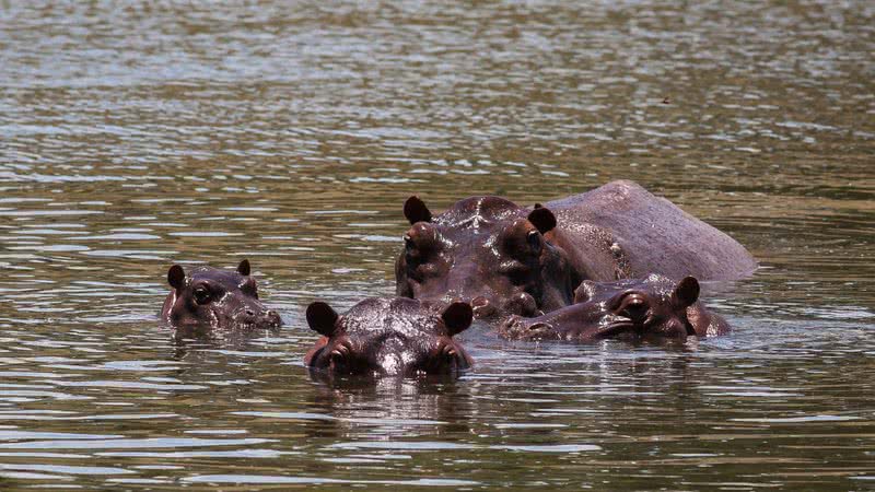 Hipopótamos nadam em um dos lagos perto da Fazenda Nápoles, na Colômbia - Getty Images