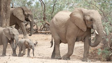 Elefantes no sul da África - Getty Images