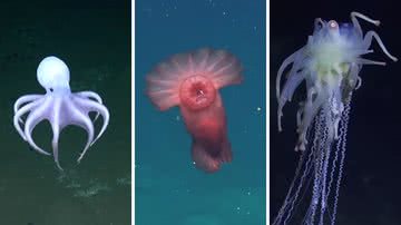 Expedição encontra novas espécies nas profundezas do Pacífico - Reprodução/Instagram (@schmidtocean)