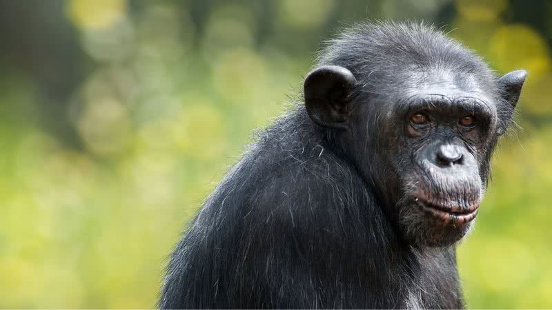 Chimpanzé - Getty Images