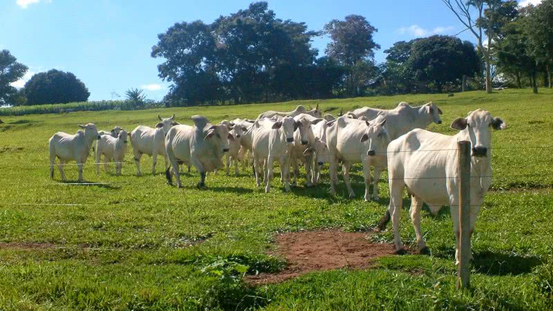 Por ingerir menos alimentos, o animal consome pouca energia e tem menor ganho de peso, fator que influencia na produção de carne - Alex S. Araujo/Wikimedia Commons/CC by 3.0