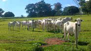 Por ingerir menos alimentos, o animal consome pouca energia e tem menor ganho de peso, fator que influencia na produção de carne - Alex S. Araujo/Wikimedia Commons/CC by 3.0