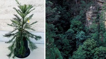 Muda da árvore Wollemia nobilis e árvores da mesma espécie - Divulgação/Jardins Botânicos de Sydney