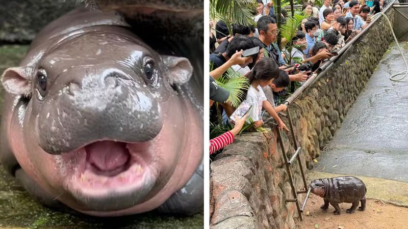 Moo Deng tem feito sucesso no zoológico Khao Kheow - Divulgação/Facebook