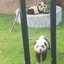 Cães chow chow pintados como pandas