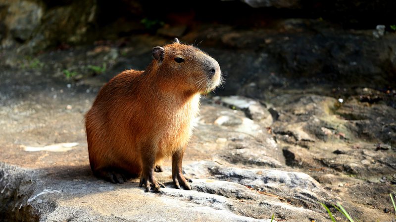 Imagem ilustrativa de uma capivara - Getty Images