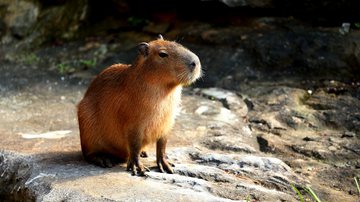 Imagem ilustrativa de uma capivara - Getty Images