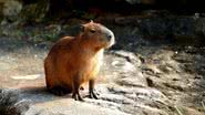 Imagem ilustrativa de uma capivara - Getty Images