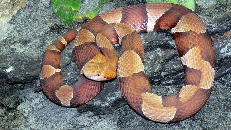 Imagem ilustrativa de uma cobra-cabeça-de-cobre - Haplochromis via Wikimedia Commons