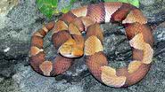 Imagem ilustrativa de uma cobra-cabeça-de-cobre - Haplochromis via Wikimedia Commons