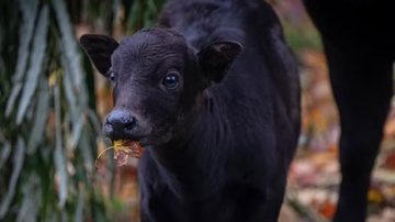 Imagem ilustrativa de búfalo-anão - Reprodução/Facebook/Chester Zoo