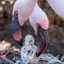 Casal de flamingos adota filhote