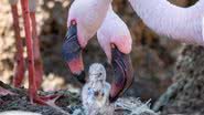 Casal de flamingos adota filhote - Divulgação