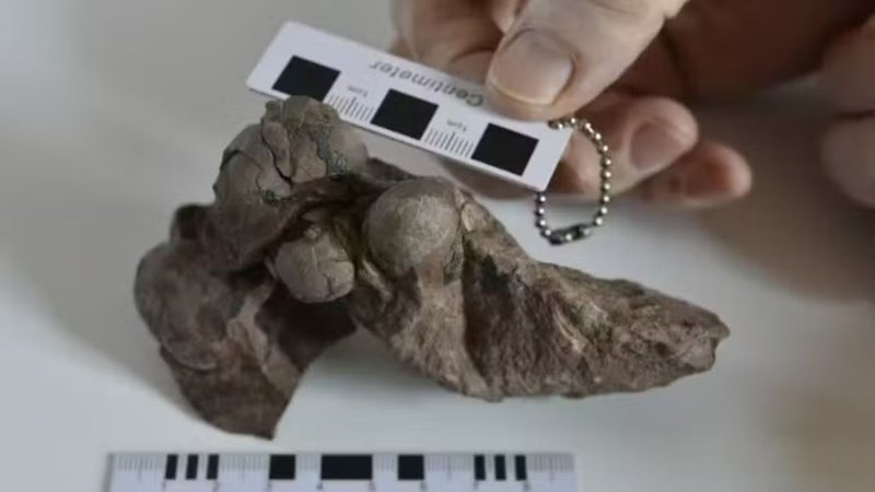 O menor ovo de dinossauro foi encontrado na China - Divulgação