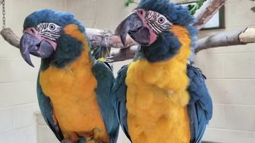 Lily e Margot, os papagaios que fugiram - Zoológico de Londres