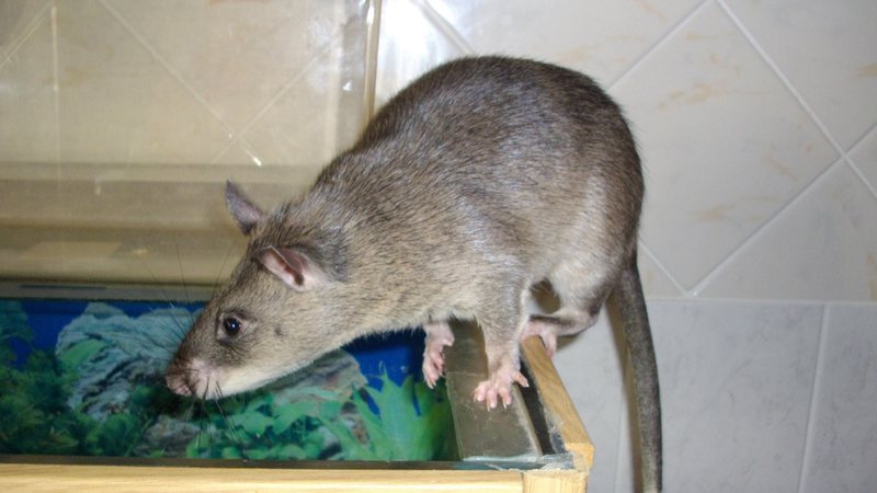 Rato gigante africano - Reprodução/Wikimidea