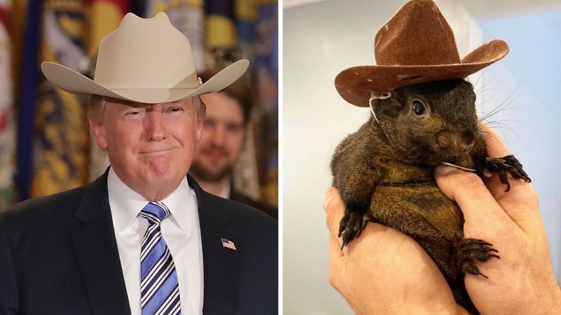 Donald Trump e o esquilo Peanut - Getty Images; Reprodução/Instagram (@peanut_the_squirrel12)