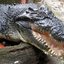 Cassius, maior crocodilo em cativeiro do mundo