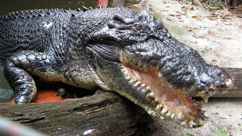 Cassius, maior crocodilo em cativeiro do mundo - Divulgação/Guinness World Records