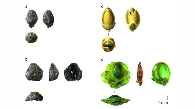 Vistas frontais, laterais e transversais de brácteas cônicas de Ephedra, tanto arqueológicas quanto modernas - Divulgação/Morales, J. et al., Sci Rep (2024)