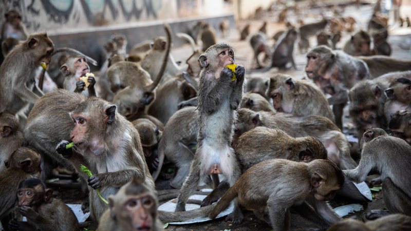 Macacos ocupam as ruas de Lopburi, na Tailândia - Getty Images