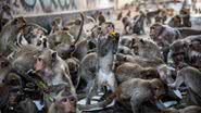 Macacos ocupam as ruas de Lopburi, na Tailândia - Getty Images