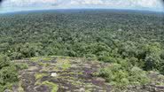 Vista aérea da floresta amazônica - Divulgação/Morgan Schmidt