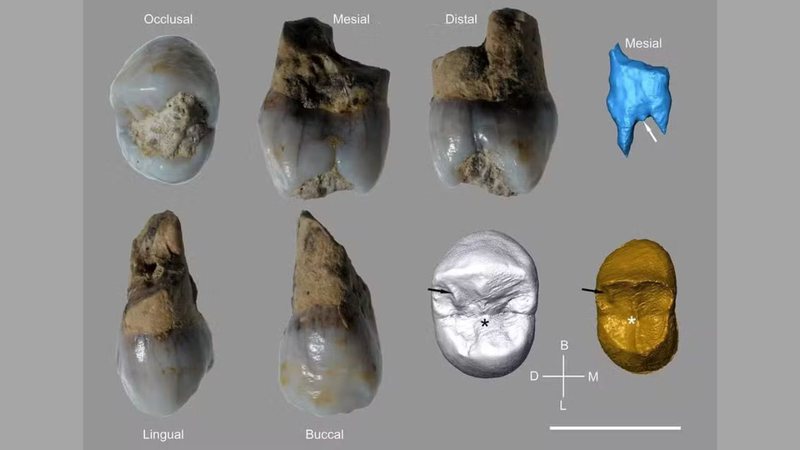 Dente recuperado de jovem neandertal - Divulgação/IPHES-CERCA