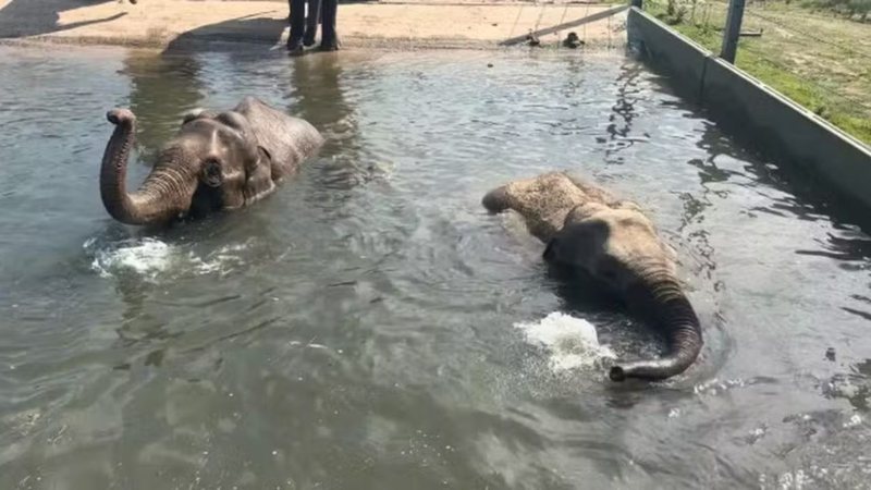 As elefantas Noorjahan e Esha perderam seus filhotes - Divulgação/Blackpool Zoo