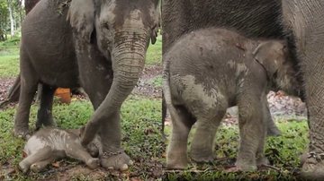 Filhote de elefante-de-sumatra nasceu recentemente - Divulgação/X