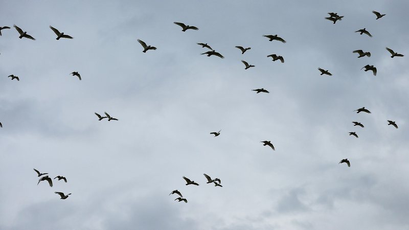 Imagem ilustrativa de aves - Getty Images